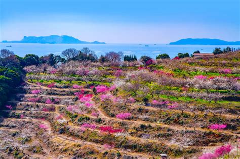 紅梅花樹|【超嚴選】一篇把握！日本必看梅花景點27選 